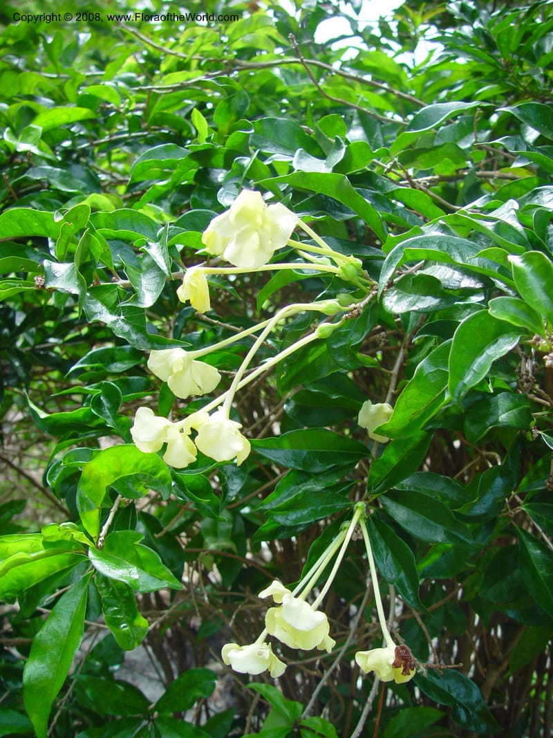 Brunfelsia undulata--FL. Fairchild Tropical Gard. 8 Apr 03. 043.jpg