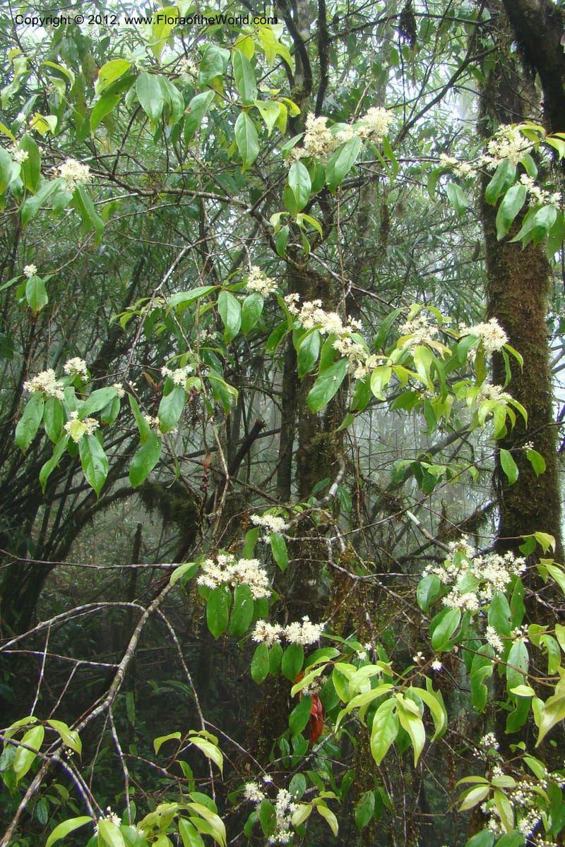 Elaeocarpus, Regalado 1635--Viet Nam. Lao Cai Prov. Sa Pa Distr. Hoang Lien Son. 6 Apr 09. 087 (1).jpg