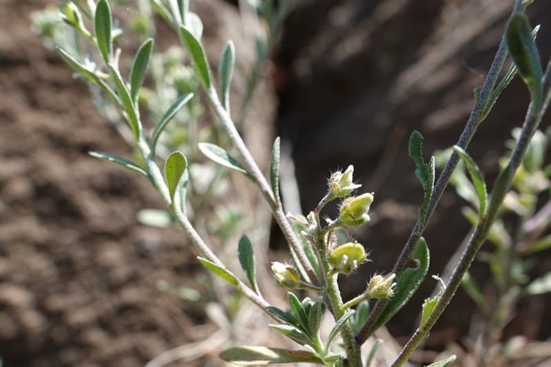 Alyssum alyssoides, C. Davidson 13796--Oregon. Union Co. Hwy 82, near summit. 6 Jun 2018. DSC05441 (81).JPG