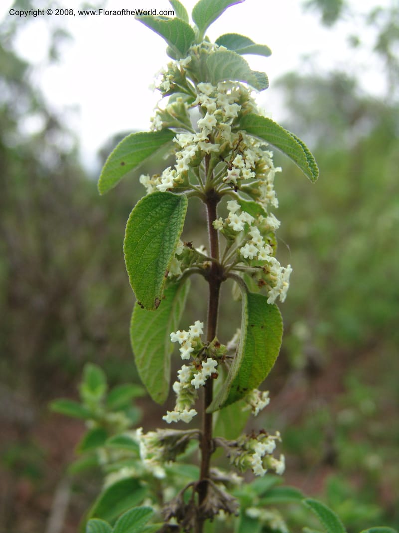Lippia graveolens--Costa Rica. InBio Parque, San Jose. 5 Nov 04. 061.jpg