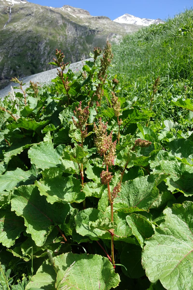 Rumex alpestre, Not collected--Switzerland. Sass Almagell. Lac Mattmark. 3 Jul 2016. DSC08449 (497).JPG