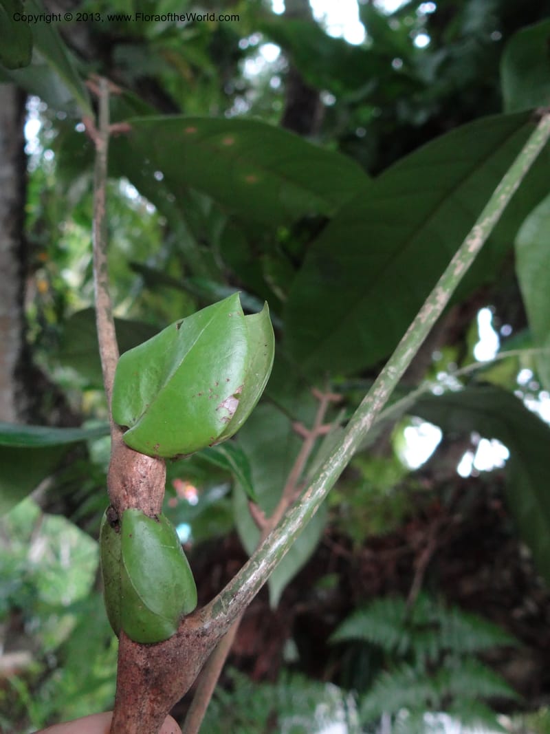 Lepisanthes, Buerki 339--Malaysia, Sabah. Kebun Cina. 12 Apr 2012. DSC08489 (17).JPG