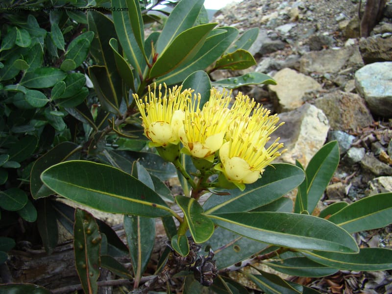 Xanthostemon, JMunzinger4732--New Caledonia. Poum Mine. 13 Nov 07. 025.jpg