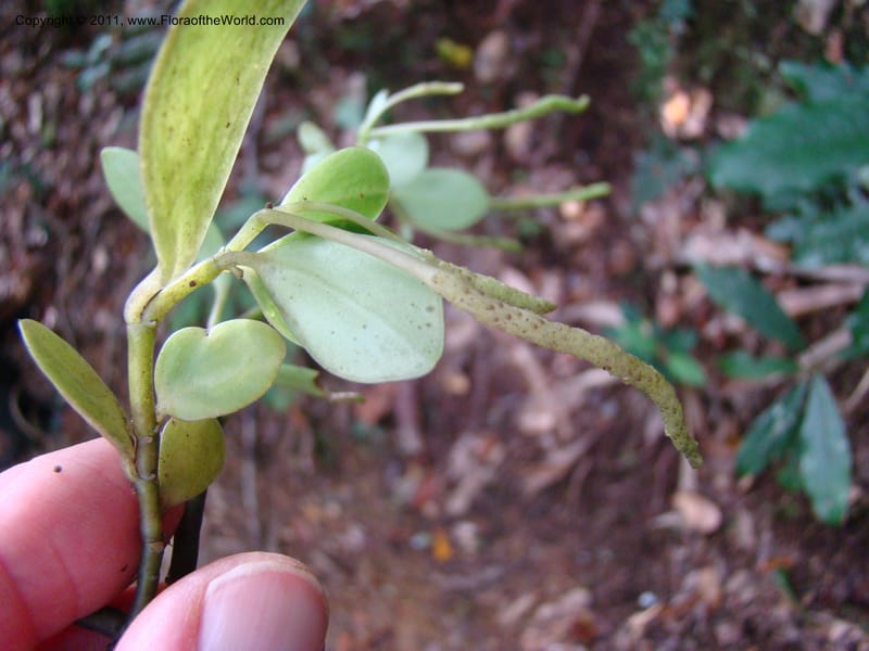 Peperomia, Munzinger, J 4870--New Caledonia, Dogny, 19 Nov 2007, 59 (6).jpg