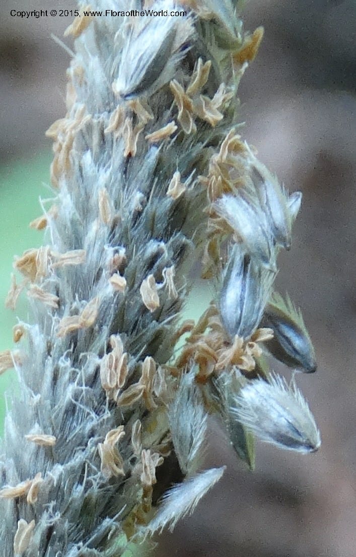 Alopecurus aequalis, Davidson, C 12610--Idaho. Valley Co. Payette Lake. Sylvan Cr. 20 Jul 2014. DSC00669 (109).JPG