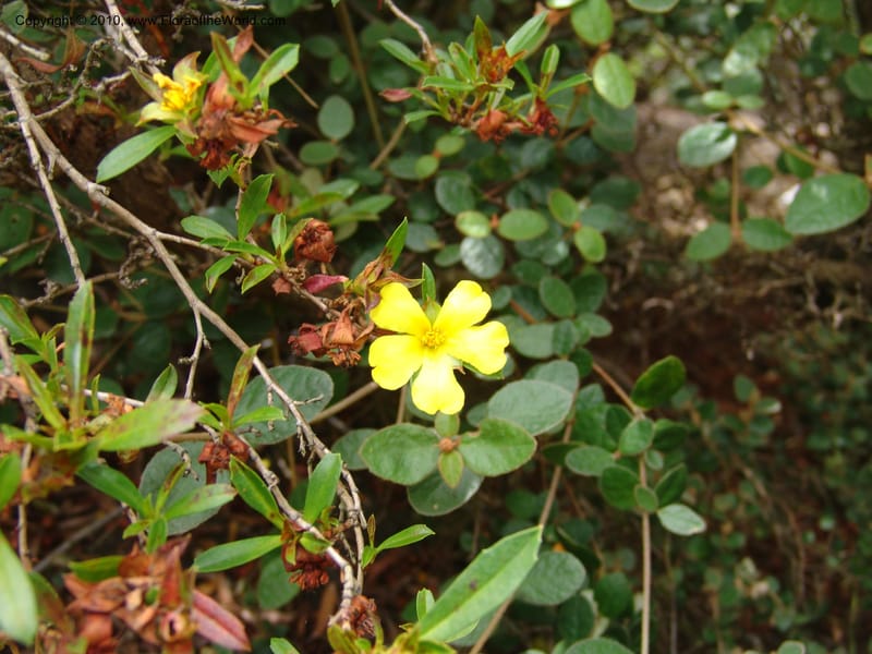 Hibbertia cuneiformis, s.n.--CA. San Francisco Arboretum. 9 Aug 07. 481.jpg