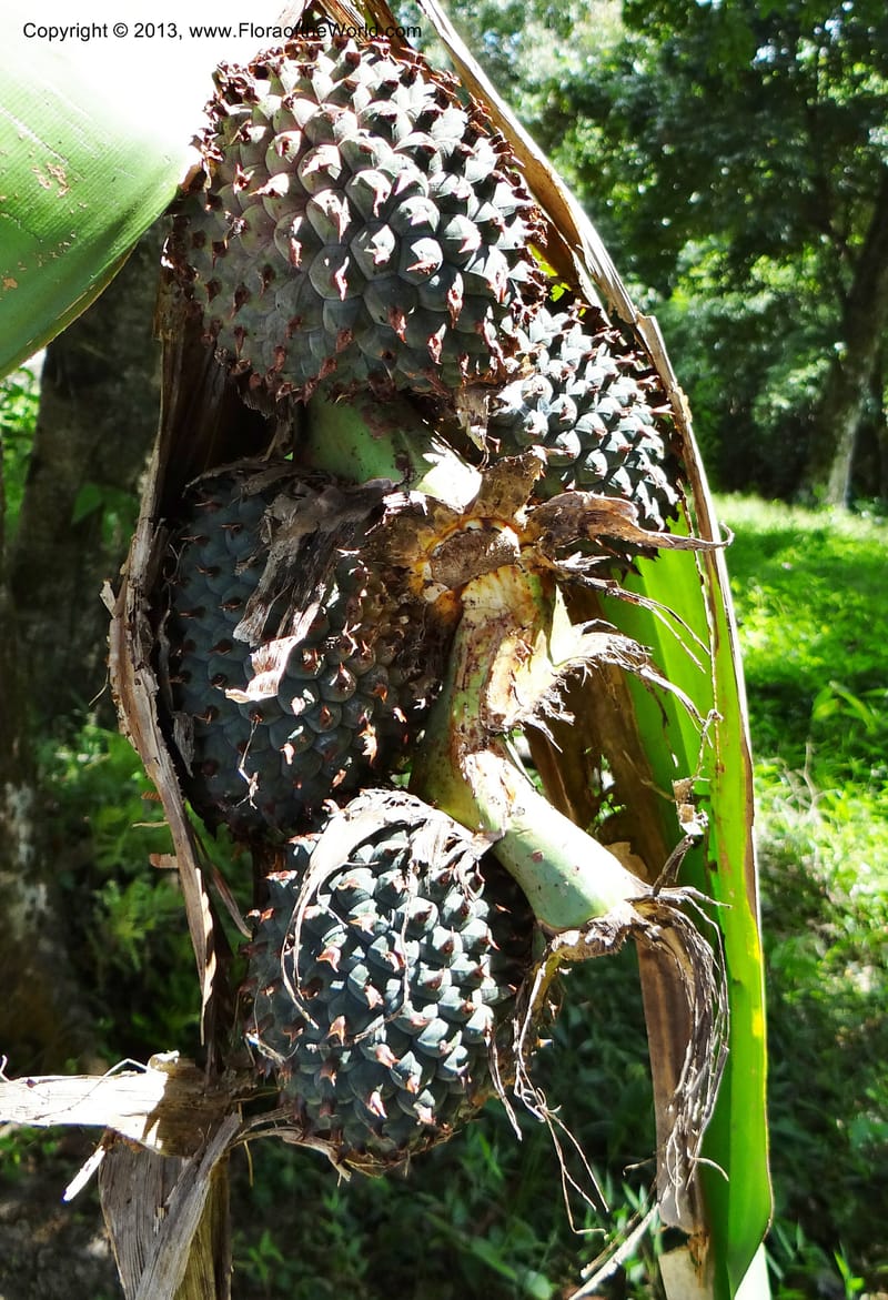 Pandanus unicornutus, Callmander 1050--Thailand. Ranong Prov. Klong Naka Wildlife Sanctuary. 14 Nov 2012. DSC09055 (238).JPG