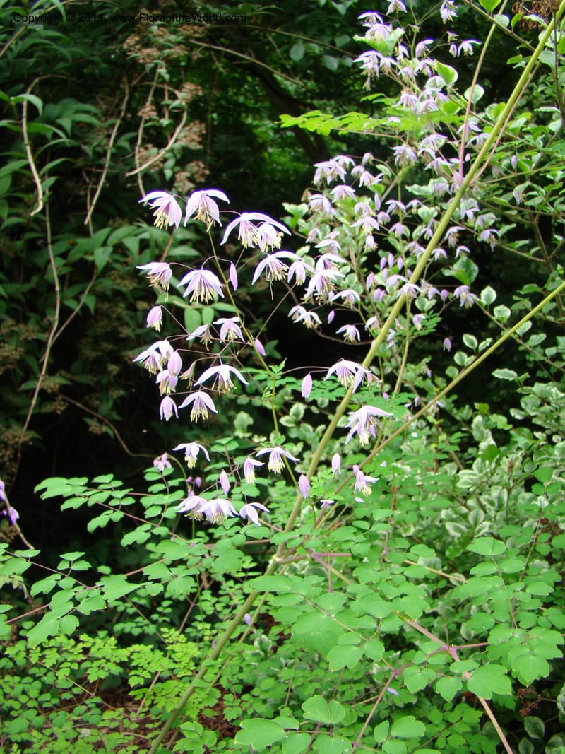 Thalictrum delavayi ssp acuminatum--Canada. BC. Univ. BC Bot. Garden. 27 Jul 08. 093.jpg