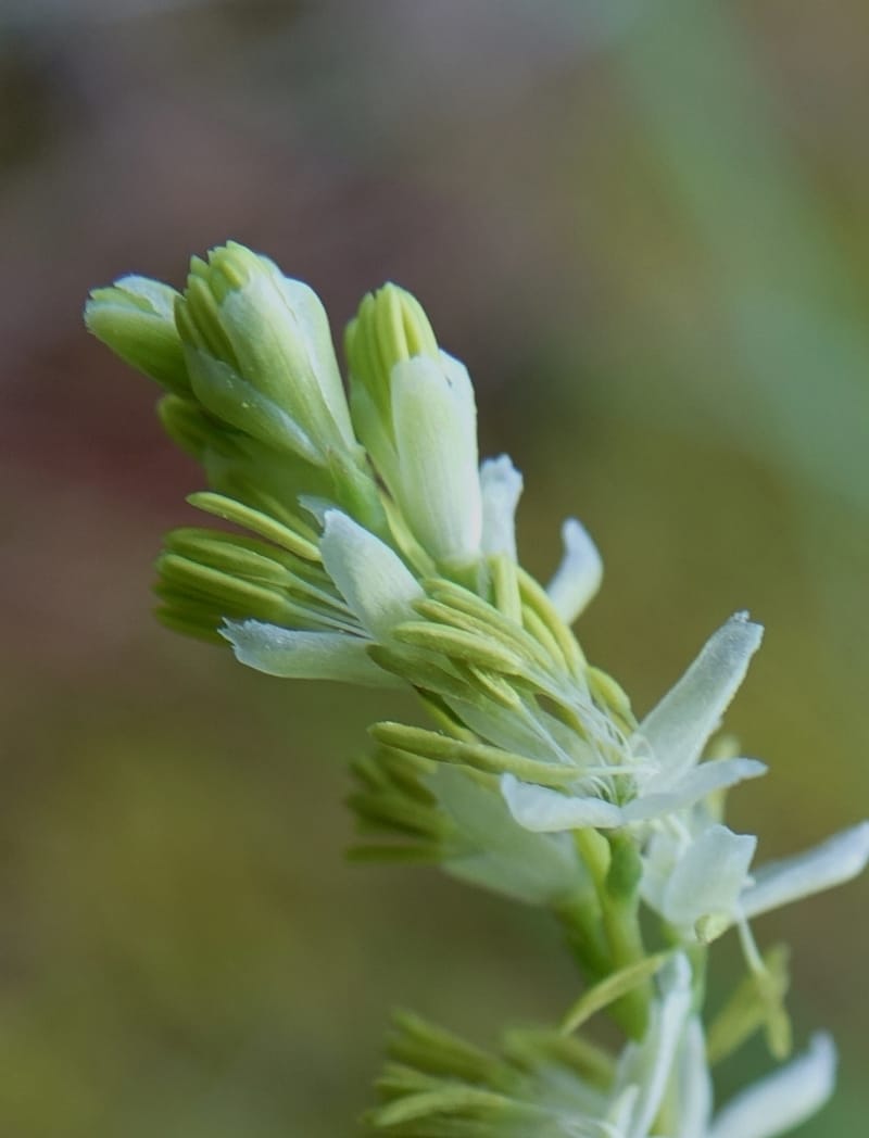 Thalictrum alpinum var. elatum, D. Boufford 44007--China. Sichuan. Xiangcheng Xian. 13 Aug 2017. DSC05341 (56).JPG