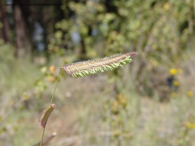 Bouteloua gracilis--AZ. Arboretum at Flagstaff. 3 Sep 04. 231.jpg