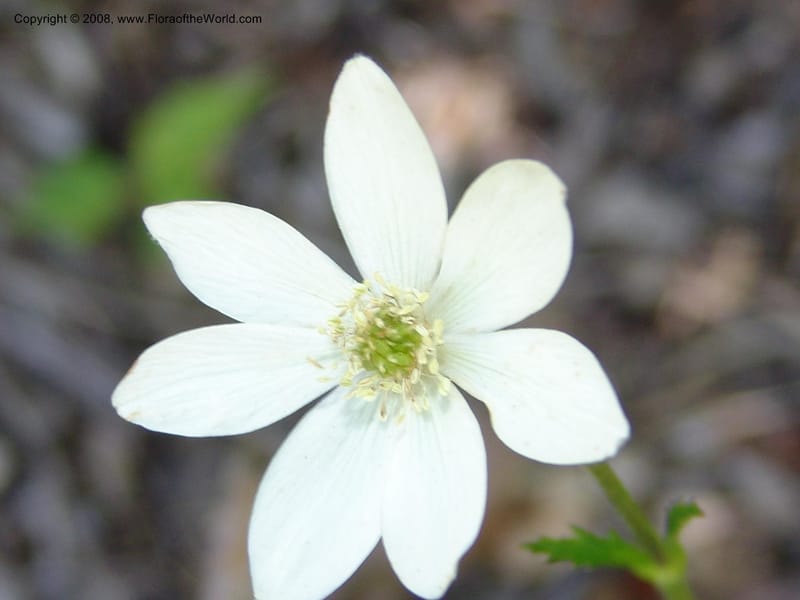 Anemone rivularis, 2001, 023--CA. Quarryhill Bot. Garden, Glen Ellen. 1 Jun 07. 175.jpg