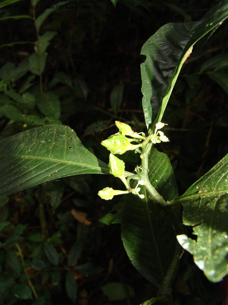 Solanum anceps, R. Vasquez 33006--Peru. Pillcopata. Qbda Pini Pini. 29 Oct 07. 666 (20).jpg