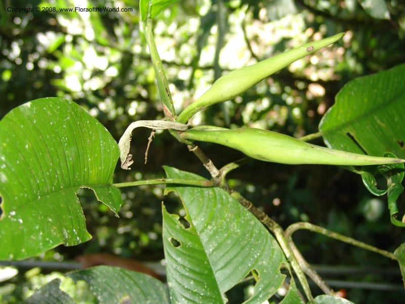 Philodendron, RVasquez33046--Peru. Pillcopata. Qbda Sachavacayoc. 29 Oct 07. 244.jpg