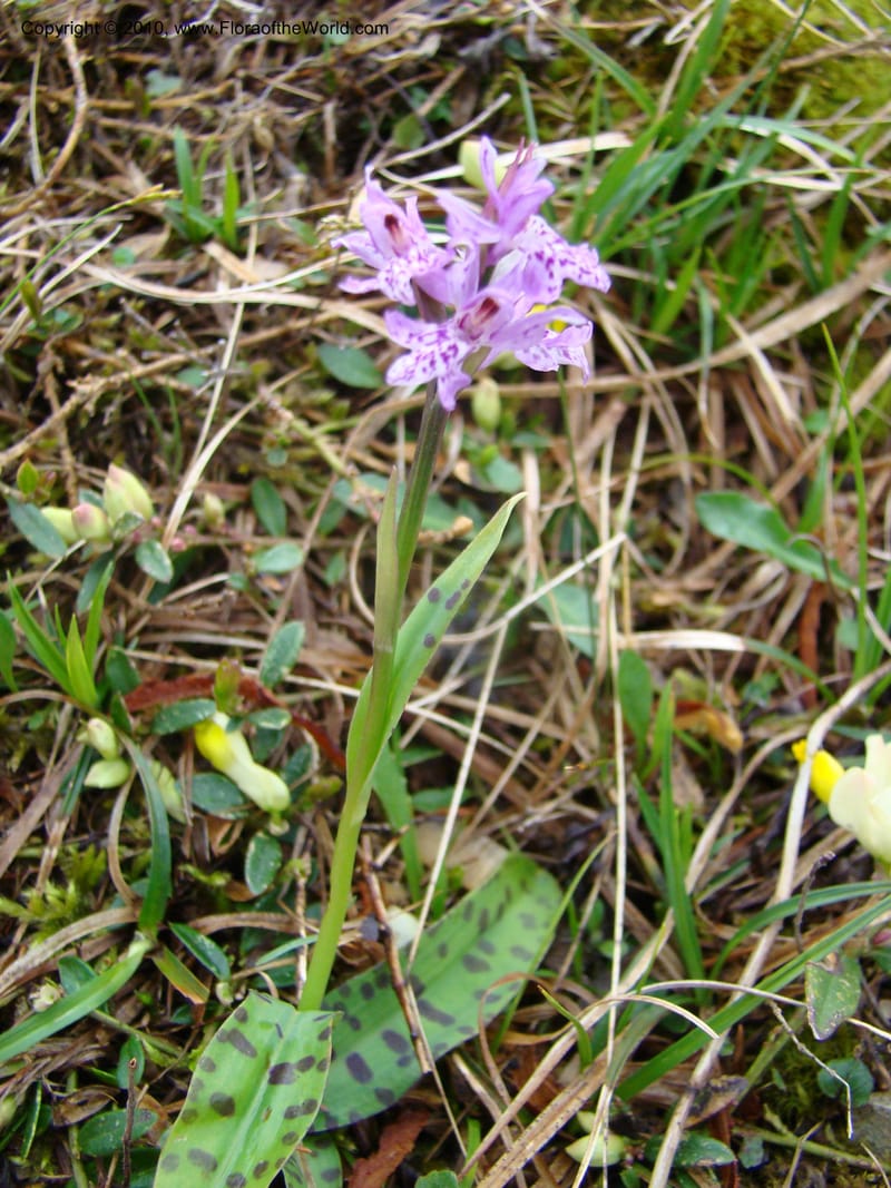 Dactylorhiza, , C. Davidson 11228--Slovenia, Stajerska Region, Menina Planina, 19 May 2008.  084 (3).jpg