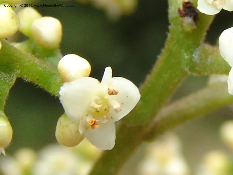 Meliosma frondosa, RVasquez 31507--Peru. Prov. Oxapampa. Suiza Nueva,  near Oxapampa. 13 Oct 06. 312 (14).jpg