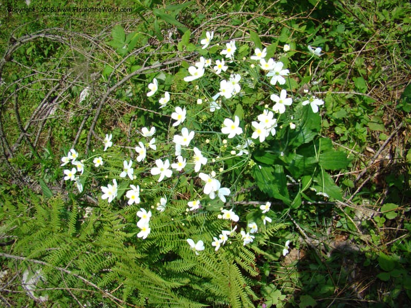 Ranunculus aconitifolius, CDavidson11256--Slovenia. Gorenska Reg. Velika Planina. 6 Jul 08. 167.jpg