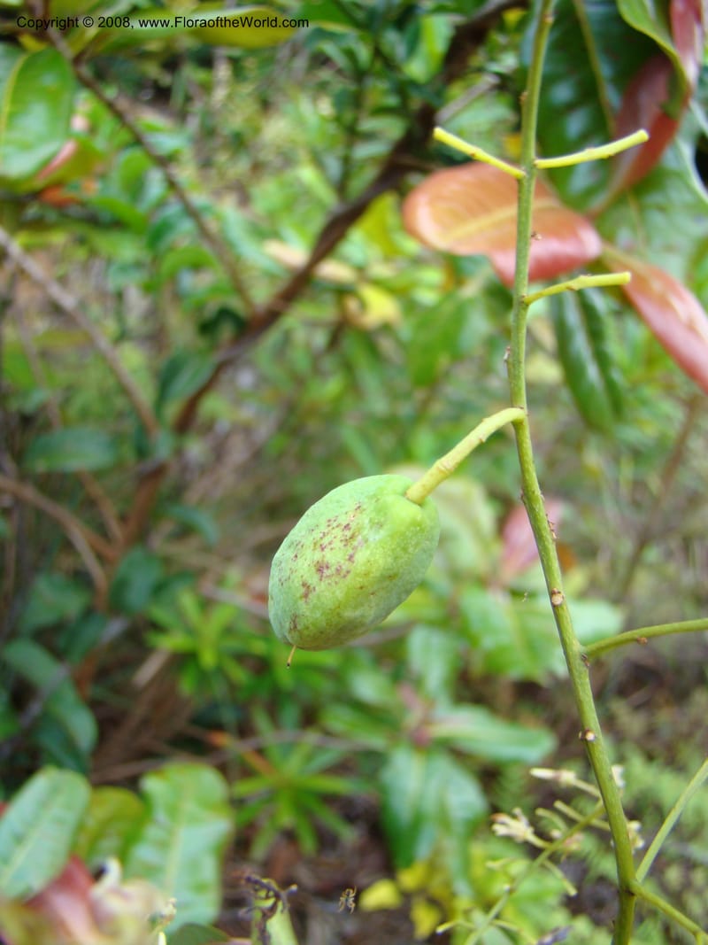 Agatea longipedicellata, JMunzinger4841--New Caledonia. Kwe Bwinyi Riv., old bridge. 18 Nov 07. 017.jpg