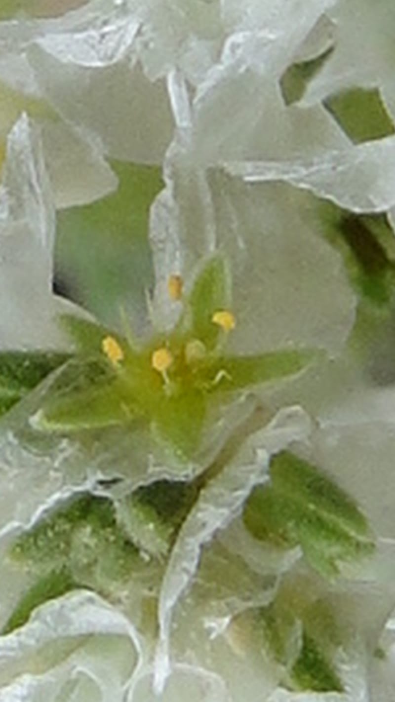 Paronychia kurdica, A. G. Miller 120.6--Iraq. Kurdistan. Shakh-i Pira Magun. 9 June 2010. 265 (15).jpg