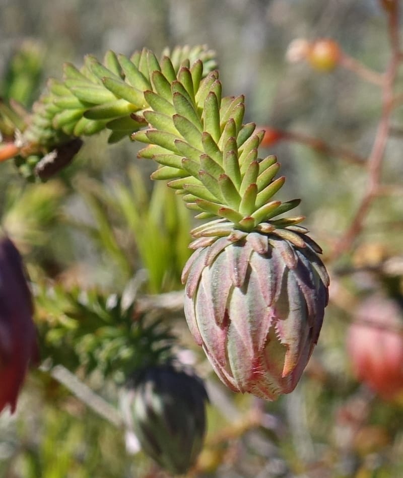 Darwinia polychroma, Davidson, C 13416--Australia. W.A. Past Coorow Rd. 23 Oct 2016. DSC04729 (35).JPG