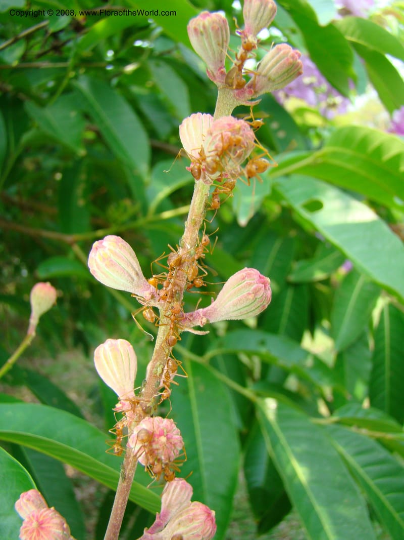 Lagerstroemia--Thailand. Queen Sirikit Arboretum, ca Khon Kaen. 11 Mch 08. 135.jpg
