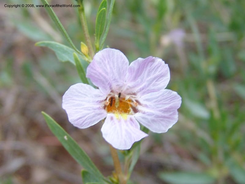 Petalidium oblongifolium cf--So.Africa. Mpumal. twd Steelpoort. 16 Mch 05. 010.jpg