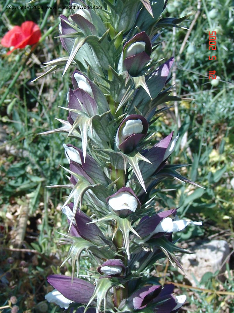 Acanthus spinosus--Crete. Ep. Apokoronos. Aptera. 23 May 05. 073.jpg