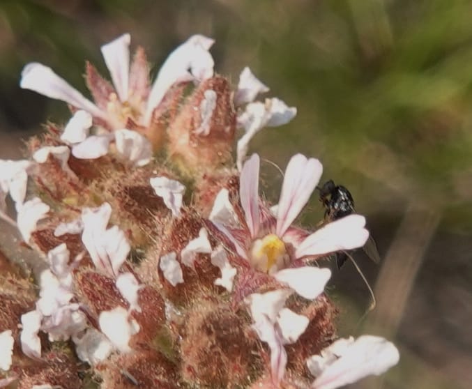Horkelia fusca subsp. capitata, Davidson 14213--OR. Harney Co. Steens Mtn. July 2021. DSC09986 (692).JPG