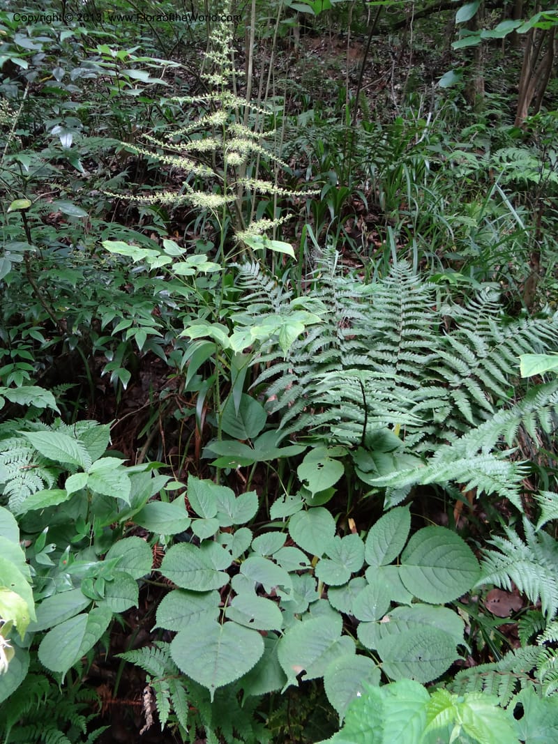 Astilbe grandis, Davidson, C 11953--China. Zhejiang Priv. Tian Mu Shan. 31 May 2012. DSC00927 (101).JPG