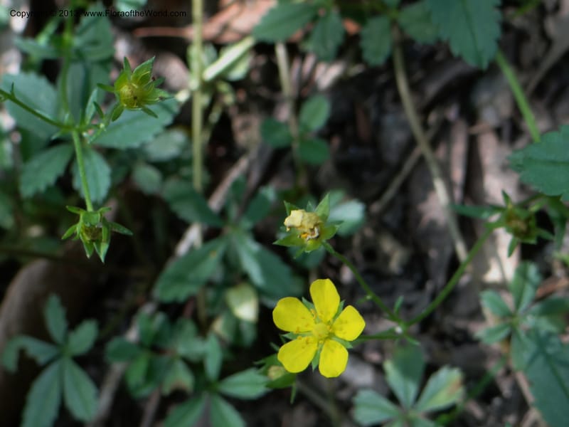 Potentilla kleiniana, Li Pan 1205278--China, Zhejiang, Shunxi, 28 May 2012 235 (2).JPG