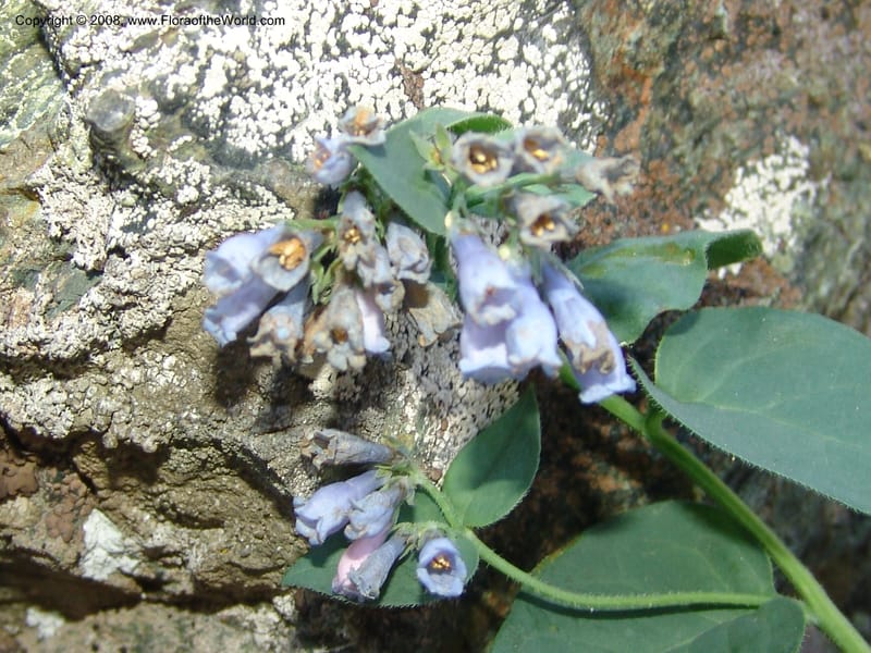 Mertensia ciliata, CDavidson11132--Idaho Co. Hell's Can. Nat. Rec. Area. Heaven's Gate. 20 Jul 07. 073.jpg