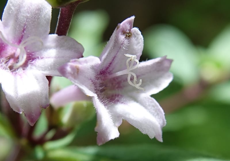 Leptodermis pilosa var. pilosa, C. Davidson 13764--China. Sichuan. Yibailingba-gou. 12 Aug 2017. DSC04660 (269).JPG