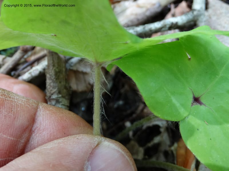 Hepatica, Davidson, C 12982--North Carolina. Clay Co. Perry Gap Rd, Barnard's Cr. 13 May 2015. DSC04860 (37).JPG