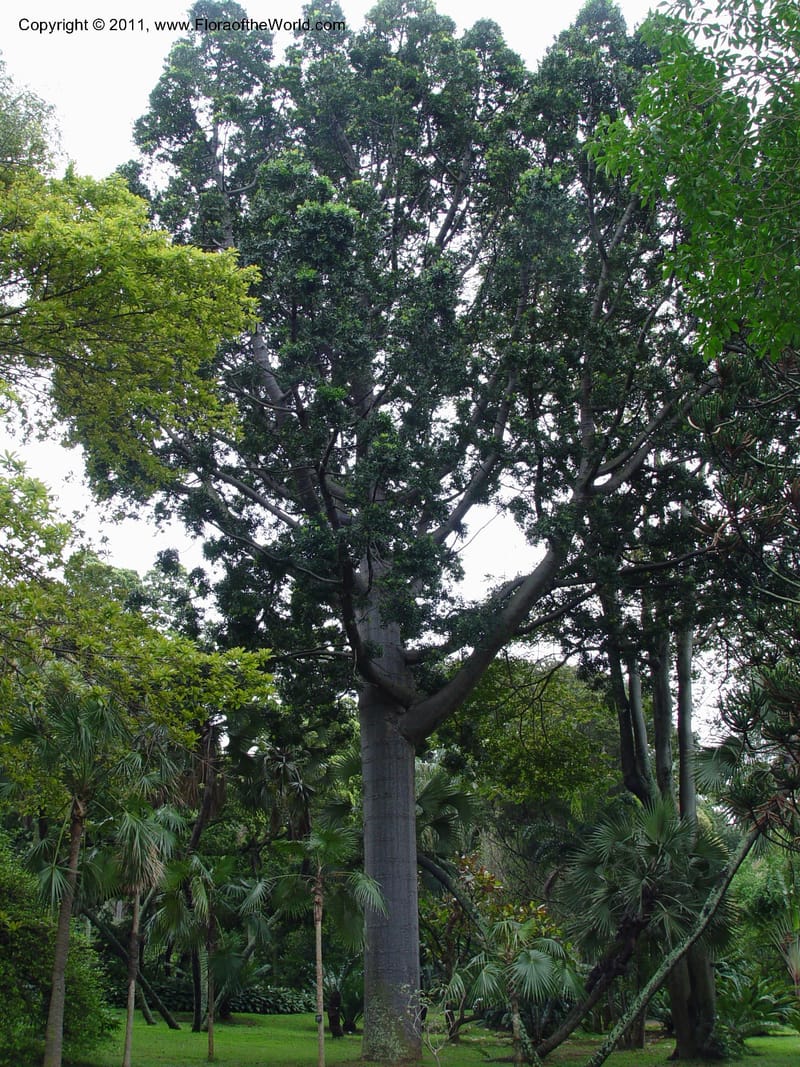 Agathis robusta--So. Afr. Durban Bot. Gard.  7 Oct 03. 026.jpg