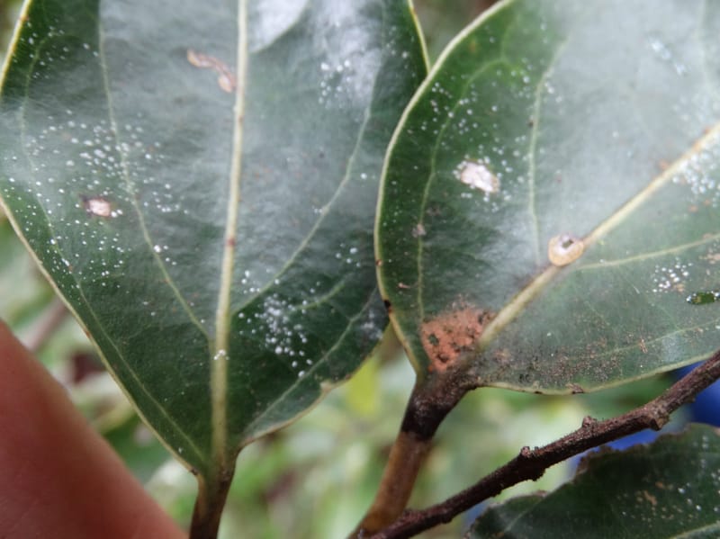 Cryptocarya turbinata, Munzinger, J 7359--Fiji. Waisali Rainf. Reserve. 4 Nov 2015. DSC08848 (114).JPG