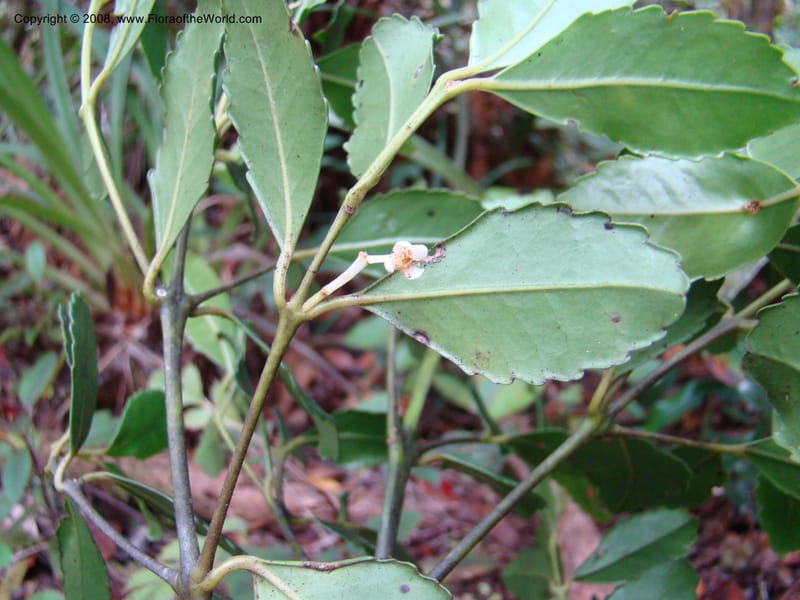 Nemuaron vieillardii, JMunzinger x--New Caledonia. Plateau de Dogny. 19 Nov 07. 051.jpg