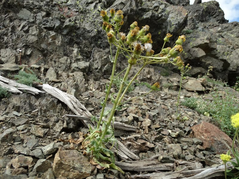 Senecio, Davidson, C 12598--ID. Idaho Co. Seven Devils Camp Ground. 15 Jul 2014. DSC00113 (321).JPG
