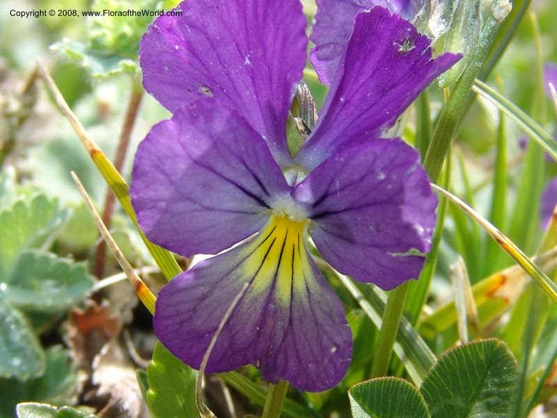 Viola oreades--Georgia. Vic. of Tskhrats'karo Pass. 7 Jun 05. 177.jpg