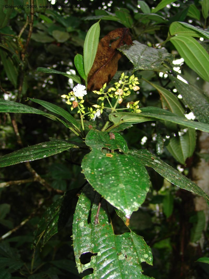 Conostegia, Croat94453--Ecuador. Prov. Pichincha. Res. Guaycuyacu. 10 Feb 05. 038.jpg