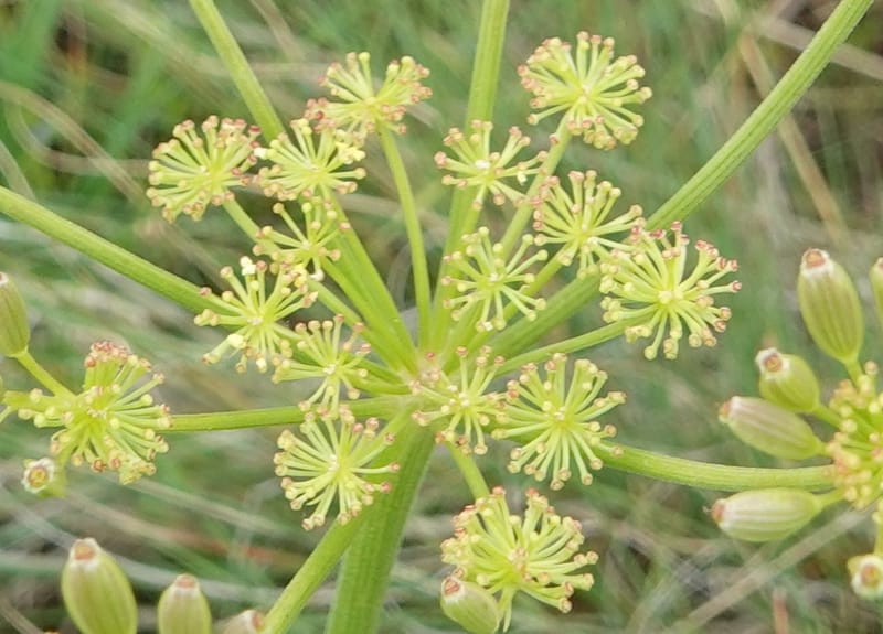 Lomatium triternatum, C. Davidson 13753--Oregon. Wallowa Co. Zumwalt.Trail Cr. Rd. 4 Jun 2018. DSC04078 (115).JPG