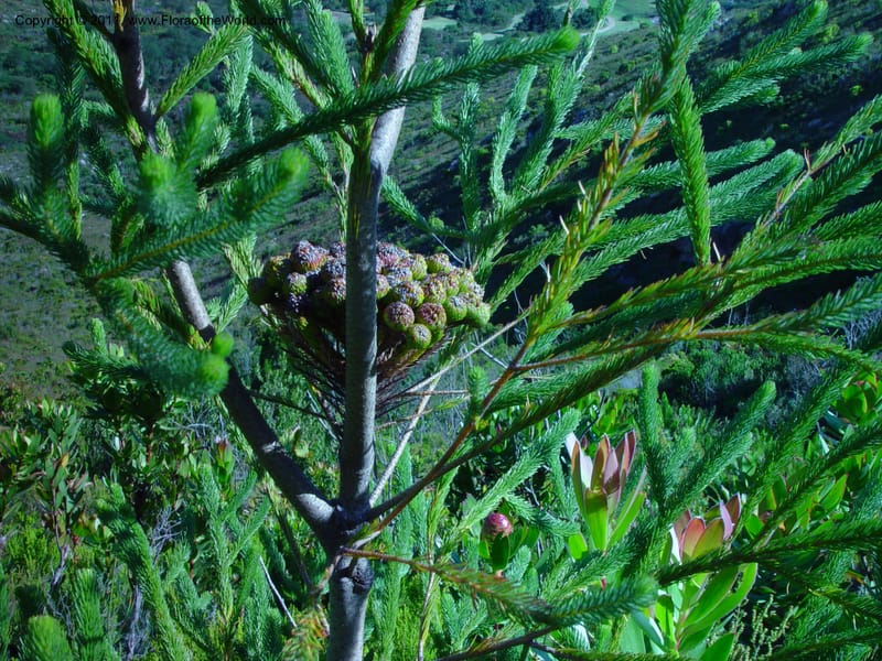 Berzelia lanuginosa--So. Africa. Harold Porter Nat.  Bot. Gard. 21 Nov 02. 015.jpg