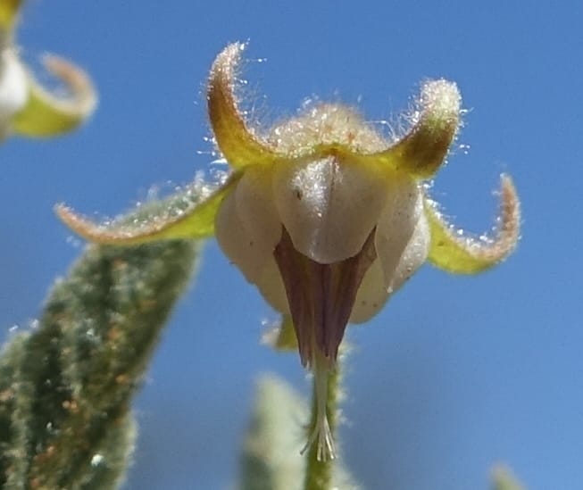 Hermannia tomentosa, L. Nanyeni 1231--Namibia. Hwy D1228, stop 1. DSC03368 (16).JPG