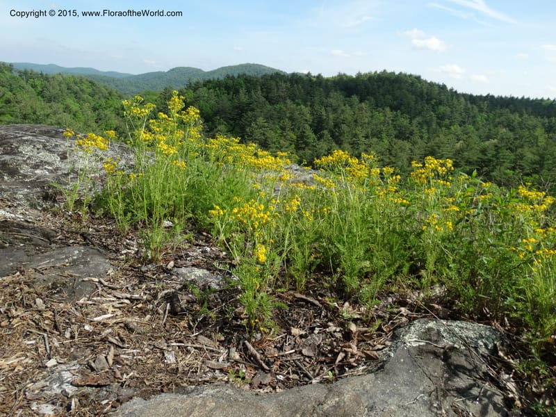 Packera millefolium, Davidson, C 13000--North Carolina. Macon Co. Slick Rock. 14 May 2015. DSC05505 (56).JPG