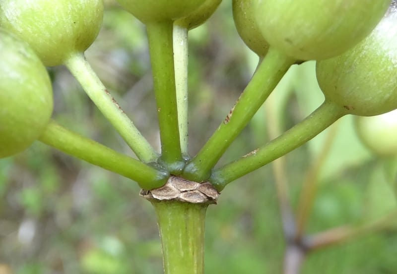 Plerandra grandiflora, Plunkett, G 3178-- Fiji. Delaikoro Mtn. 3 Nov 2015. DSC08393 (21).JPG