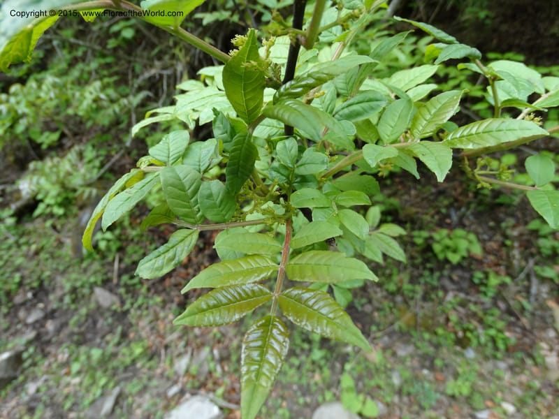Zanthoxylum bungeanum, Boufford, D 43737--China. Sichuan. XinZhaZi Gou. 14 May 2014. DSC06426 (54).JPG