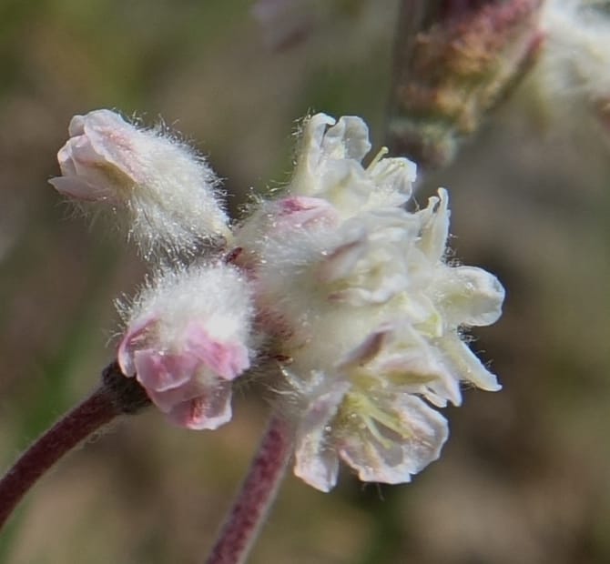 Eriogonum thymoides, C. Davidson 13549--ID. Blaine Co. Rock Creek Preserve. TNC. 13 May 2017. DSC00171 (172).JPG