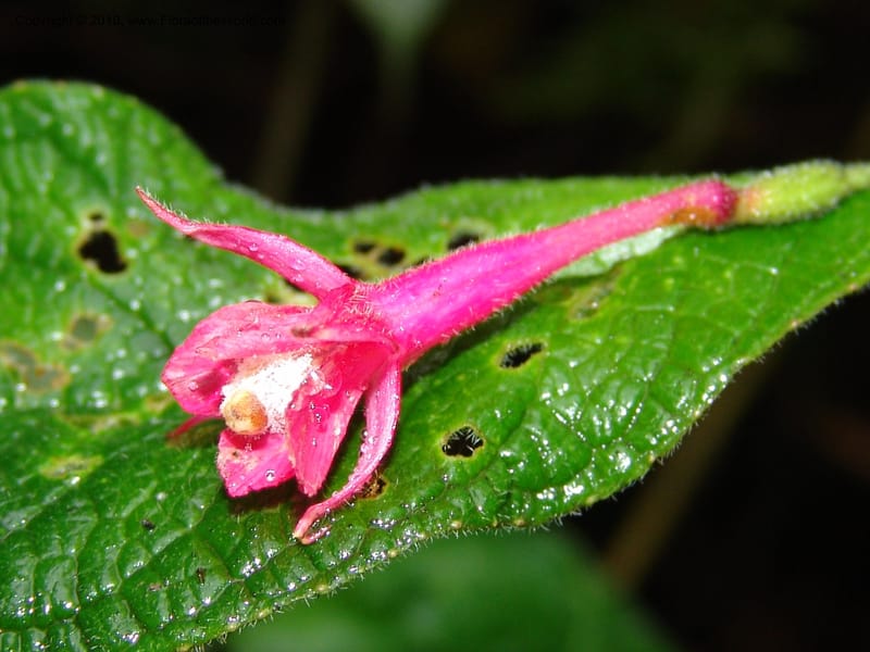 Fuchsia scabriuscula, Croat 96480--Ecuador. Prov. Pichincha. BellaVista private reserve. 27 Mar 06. 087 (2).jpg