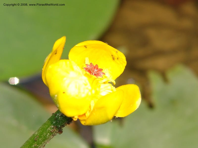 Nuphar pumila--China. Hubei. Wuhan Botanical Garden. 20 Apr 07. 130.jpg