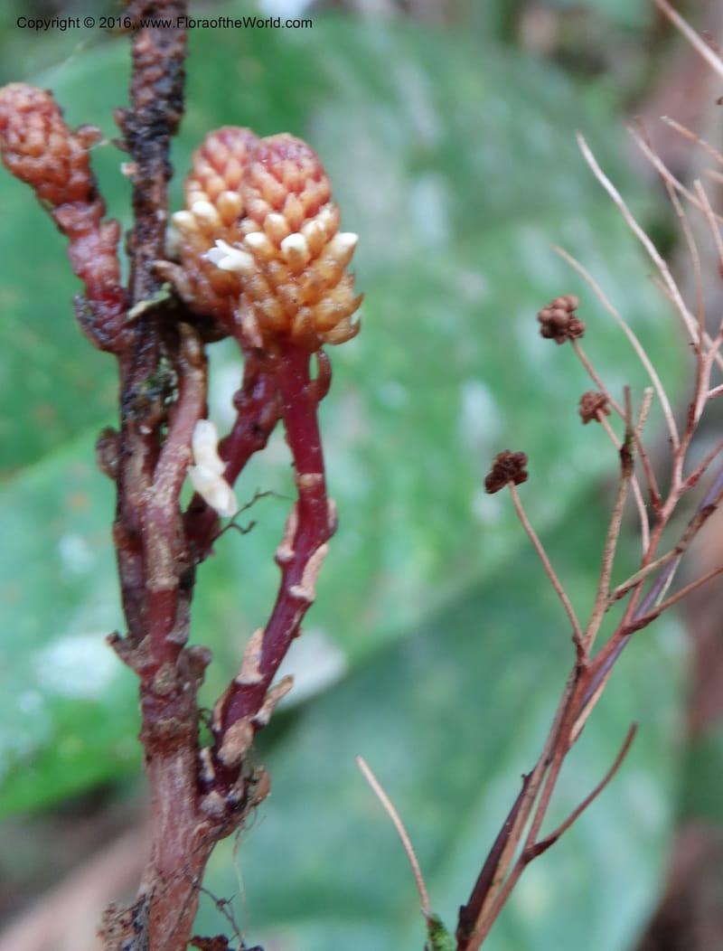 Epirixanthes, Davidson, C 12753--Sabah. Hampuan FR. 13 Oct 2014. DSC04689 (11).JPG