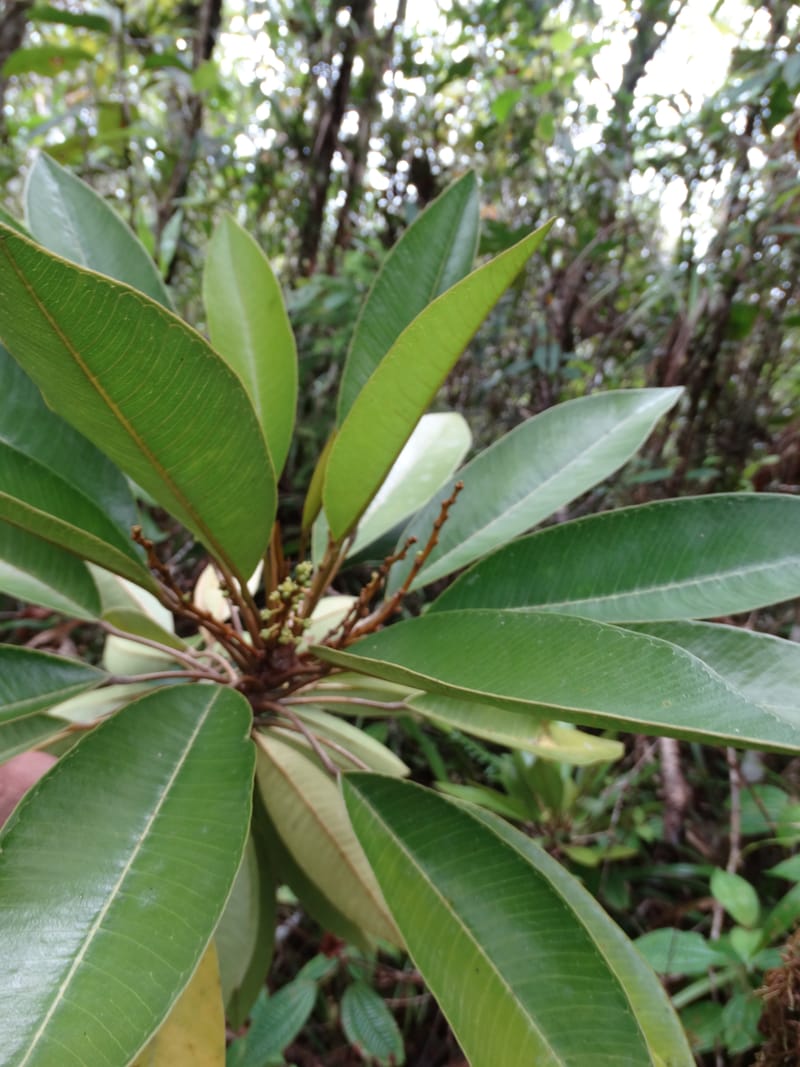 Amaroria soulameoides, Plunkett, G 3187--Fiji. Waisali Rainf. Reserve. 4 Nov 2015. DSC08848 (261).JPG