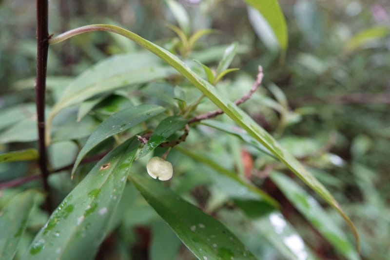 Polygala karensium, D. Boufford 44124--China. Yunnan. Da Wei Shan. 2 May 2018. DSC01093 (15).JPG